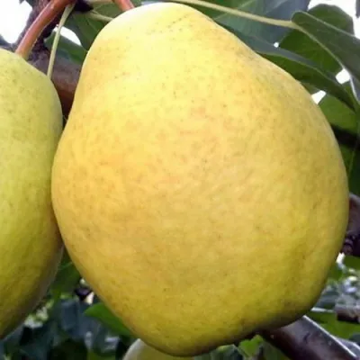 Груша ОСЕННИЙ ВЕЛИКАН — описание сорта Груша ОСЕННИЙ ВЕЛИКАН в Москве