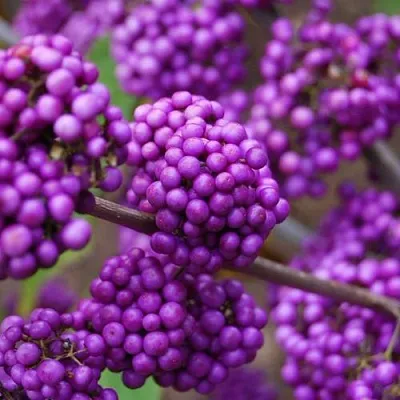 Красивоплодник  Красивоплодник в Москве