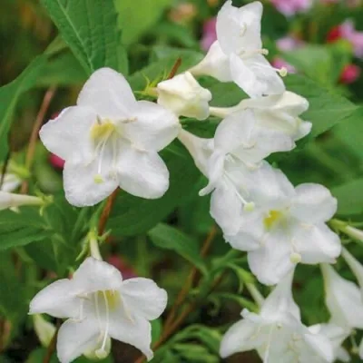 Вейгела БРИСТОЛЬСКАЯ СНЕЖИНКА — описание сорта Вейгела БРИСТОЛЬСКАЯ СНЕЖИНКА в Москве