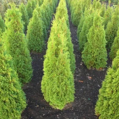 Туя САННИ СМАРАГД западная  — описание сорта Туя САННИ СМАРАГД западная  в Москве