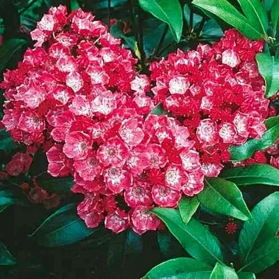 Кальмия КАРДИНАЛ  Кальмия КАРДИНАЛ в Москве