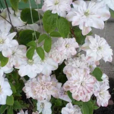 Клематис ИННОСЕНТ БЛАШ — описание сорта Клематис ИННОСЕНТ БЛАШ в Москве