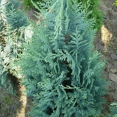 Кипарисовик КОЛУМНАРИС лавсона  Кипарисовик КОЛУМНАРИС лавсона в Москве