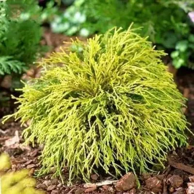 Кипарисовик ВАВЕЛ горохоплодный — описание сорта Кипарисовик ВАВЕЛ горохоплодный в Москве