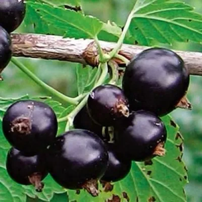 Смородина черная БЫЛИННАЯ (ВЕРНОСТЬ) — описание сорта Смородина черная БЫЛИННАЯ (ВЕРНОСТЬ) в Москве