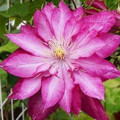 Клематис КАЕН в Москве