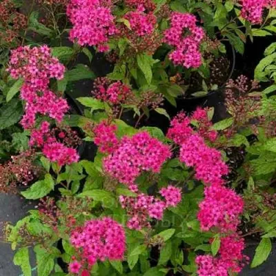 Спирея АНТОНИ ВАТЕРЕР японская — описание сорта Спирея АНТОНИ ВАТЕРЕР японская в Москве