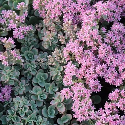 Очиток (седум) САНСПАРКЛЕР ЛАЙМ ЗИНГЕР в Москве