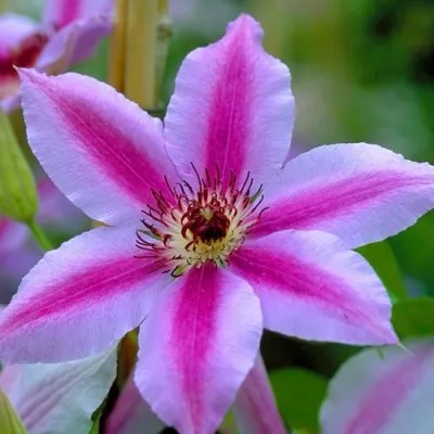 Клематис НЕЛЛИ МОЗЕР — описание сорта Клематис НЕЛЛИ МОЗЕР в Москве