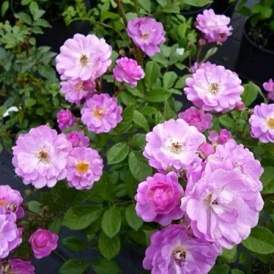 Саженцы роз РАЙМОНД ПРИВАТ полиантовая  Саженцы роз РАЙМОНД ПРИВАТ полиантовая в Москве