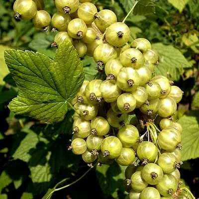 Смородина зеленоплодная СНЕЖНАЯ КОРОЛЕВА в Москве