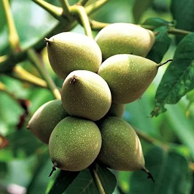 Орех МАНЬЧЖУРСКИЙ  Орех МАНЬЧЖУРСКИЙ в Москве