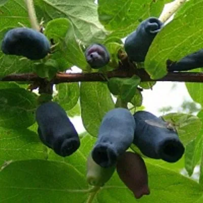 Жимолость съедобная НАРЫМСКАЯ — описание сорта Жимолость съедобная НАРЫМСКАЯ в Москве