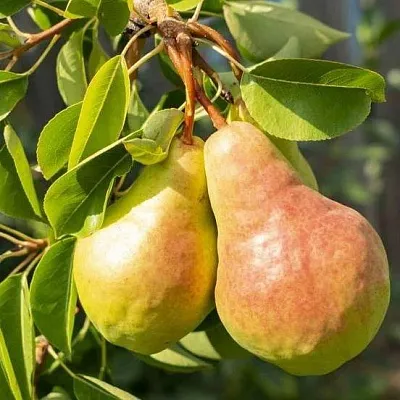 Летние сорта Летние сорта в Москве