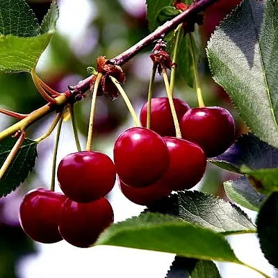 Вишня РИВАЛ в Москве