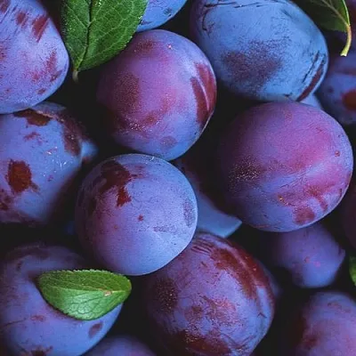 Слива  Слива в Москве