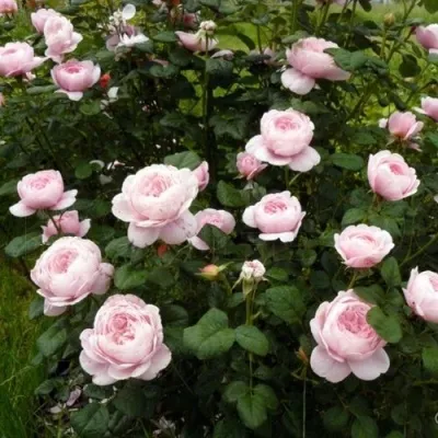 Саженцы роз КУИН ОФ СУИДЕН английская — описание сорта Саженцы роз КУИН ОФ СУИДЕН английская в Москве