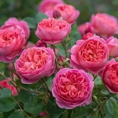 Саженцы роз БЕНДЖАМИН БРИТТЕН шраб — описание сорта Саженцы роз БЕНДЖАМИН БРИТТЕН шраб в Москве