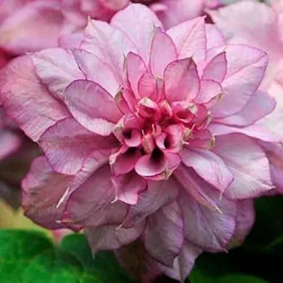 Клематис ИННОСЕНТ ГЛАНС — описание сорта Клематис ИННОСЕНТ ГЛАНС в Москве