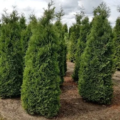 Туя ХОЛМСТРУП западная в Москве