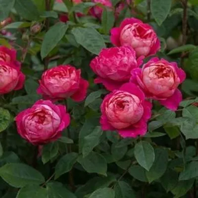 Саженцы роз БЕНДЖАМИН БРИТТЕН шраб — описание сорта Саженцы роз БЕНДЖАМИН БРИТТЕН шраб в Москве