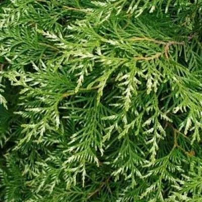 Туя СМАРАГД ВАРИЕГАТА западная — описание сорта Туя СМАРАГД ВАРИЕГАТА западная в Москве