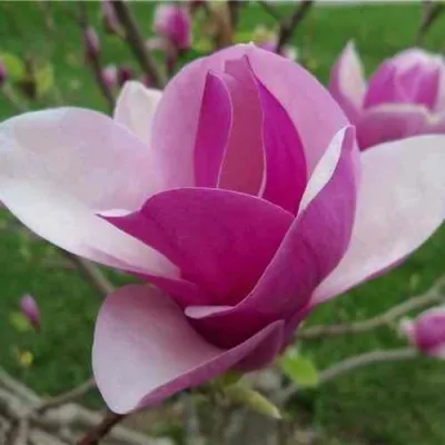 Магнолия СУЛАНЖА — описание сорта Магнолия СУЛАНЖА в Москве