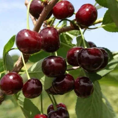 Вишня ГРИОТ БЕЛОРУССКИЙ в Москве