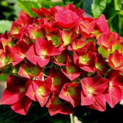 Гортензия ГРИН ШАДОУ крупнолистная — описание сорта Гортензия ГРИН ШАДОУ крупнолистная в Москве