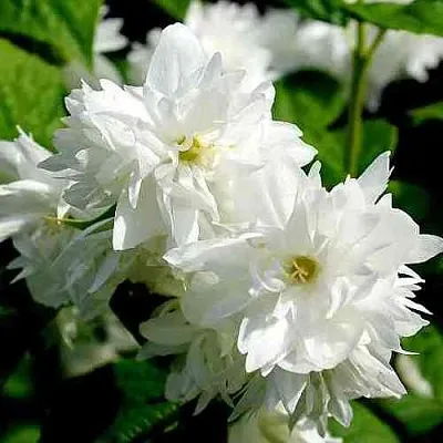 Жасмин ДАМ БЛАНШ  Жасмин ДАМ БЛАНШ в Москве