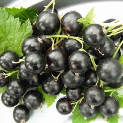 Смородина черная ТИТАНИЯ — описание сорта Смородина черная ТИТАНИЯ в Москве