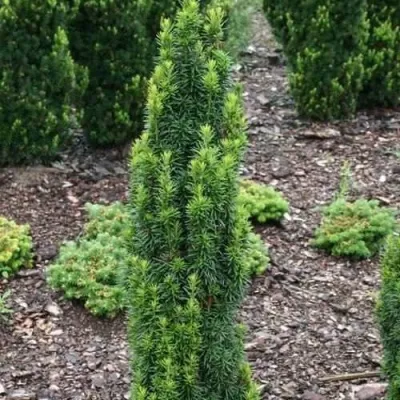 Тис ВОЙТЕК средний  — описание сорта Тис ВОЙТЕК средний  в Москве