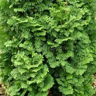 Туя СПИРАЛИС МИНИ западная — описание сорта Туя СПИРАЛИС МИНИ западная в Москве