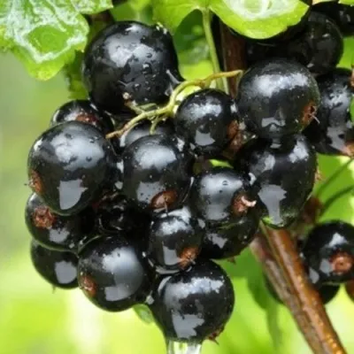 Смородина черная БЫЛИННАЯ (ВЕРНОСТЬ) — описание сорта Смородина черная БЫЛИННАЯ (ВЕРНОСТЬ) в Москве