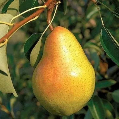 Груша ВЕЛЕСА — описание сорта Груша ВЕЛЕСА в Москве