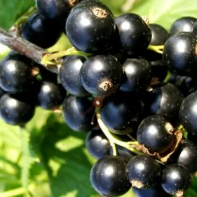 Смородина чёрная ДЕЛИКАТЕСНАЯ — описание сорта Смородина чёрная ДЕЛИКАТЕСНАЯ в Москве
