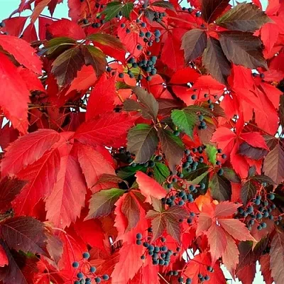 Девичий виноград  Девичий виноград в Москве