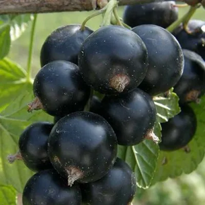 Смородина черная ЯДРЕНАЯ-2 — описание сорта Смородина черная ЯДРЕНАЯ-2 в Москве