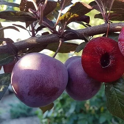 Слива ПАННА   Слива ПАННА  в Москве