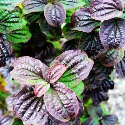 дерен КОМПРЕССА кроваво-красный — описание сорта дерен КОМПРЕССА кроваво-красный в Москве