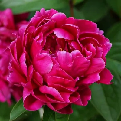 Пион ЛУИ ВАН-ГУТТ травянистый  Пион ЛУИ ВАН-ГУТТ травянистый в Москве