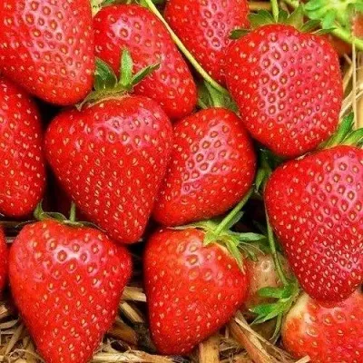 Клубника КВИКИ — описание сорта Клубника КВИКИ в Москве