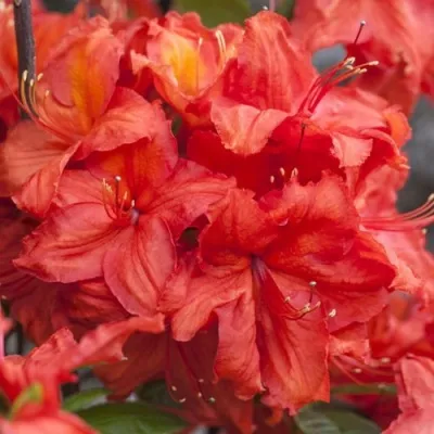 Рододендрон ФЕЙЕРВЕРК — описание сорта Рододендрон ФЕЙЕРВЕРК в Москве