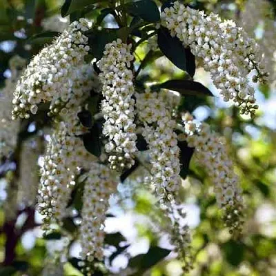 Черемуха виргинская ШУБЕРТ  Черемуха виргинская ШУБЕРТ в Москве