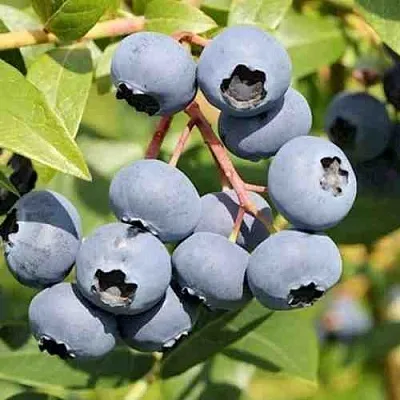 Голубика КРОЭТЭН  Голубика КРОЭТЭН в Москве