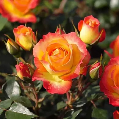 Саженцы роз ТАЙФУН спрей  Саженцы роз ТАЙФУН спрей в Москве