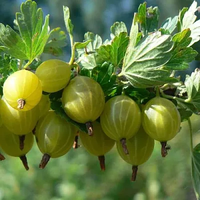 Крыжовник ЮБИЛЕЙНЫЙ  Крыжовник ЮБИЛЕЙНЫЙ в Москве