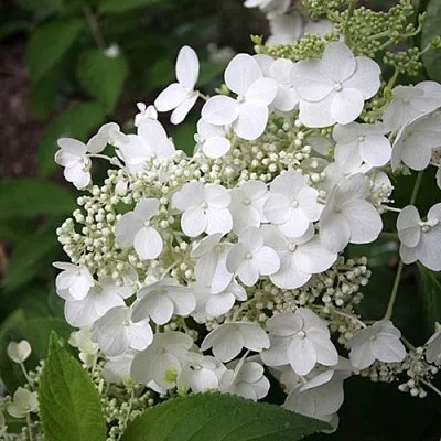 саженцы гортензии