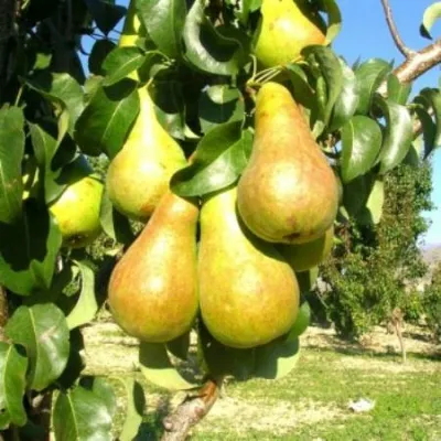 Груша Г-9 колонновидная — описание сорта Груша Г-9 колонновидная в Москве