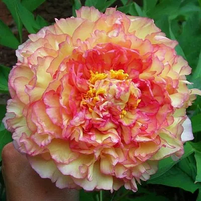 Пионы древовидные в Москве